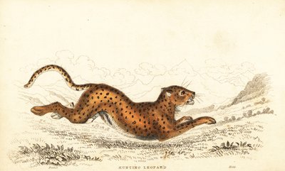 Cheetah, Acinonyx jubatus., 1834 (gravyr) av William Alexander Forbes