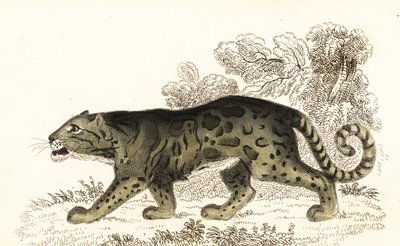 Molnig leopard, Neofelis nebulosa., 1834 (gravyr) av William Alexander Forbes