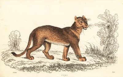 Cougar, Puma concolor., 1834 (gravyr) av William Alexander Forbes