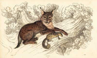 Eurasiskt lodjur, Lynx lodjur., 1834 (gravyr) av William Alexander Forbes