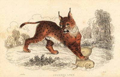 Eurasiskt lodjur, Lynx lodjur., 1834 (gravyr) av William Alexander Forbes