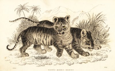 Hybrid lejon- och tigerungar. ,1834 (gravyr) av William Alexander Forbes