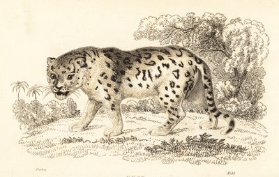 Jaguar, Panthera onca., 1834 (gravyr) av William Alexander Forbes