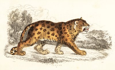 Jaguar, Panthera onca., 1834 (gravyr) av William Alexander Forbes