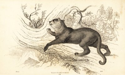 Jaguarandi, the puma respects., 1834 (Ngaraving) av William Alexander Forbes