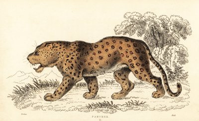 Leopard, Panthera pardus, sårbar., 1834 (gravyr) av William Alexander Forbes