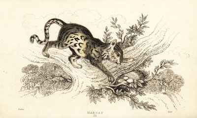 Margay, Leopardus wiedii., 1834 (gravyr) av William Alexander Forbes