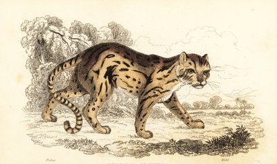 Margay, lärde Leopard. ,1834 (gravyr) av William Alexander Forbes