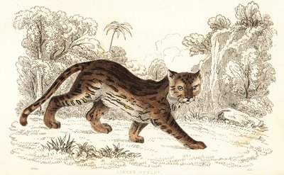 Margay, Leopardus wiedii catenata. , 1834 (gravyr) av William Alexander Forbes