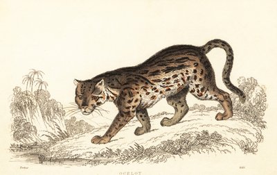 Ocelot, Leopardus pardalis., 1834 (gravyr) av William Alexander Forbes