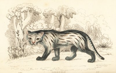 Pampas katt eller pantanal, Leopardus colocola. ,1834 (gravyr) av William Alexander Forbes