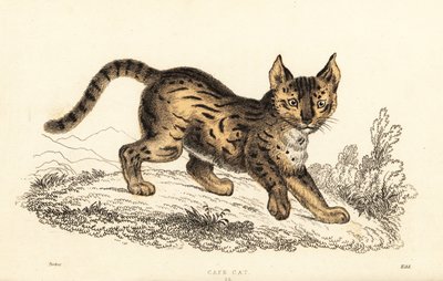 Serval, Leptailurus serval., 1834 (gravyr) av William Alexander Forbes