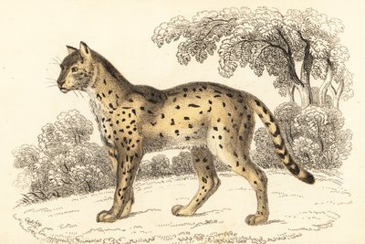 Serval, Leptailurus serval., 1834 (gravyr) av William Alexander Forbes