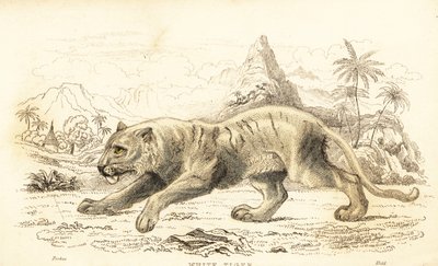 Vit tiger, Panthera tigris tigris. Utrotningshotad. ,1834 (gravyr) av William Alexander Forbes