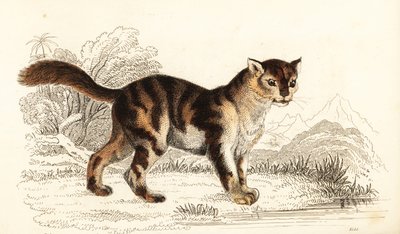 Vild sköldpaddskatt från Sydamerika, Felis catus. ,1834 (gravyr) av William Alexander Forbes