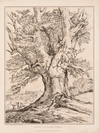 Bok i Windsor Forest av William Alfred Delamotte