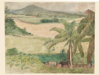 Sugar estate - slavskärrör av William     Berryman