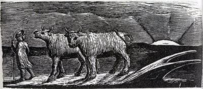 Unyoked Heifers Loitering Homeward, illustration från Dr. Thorntons 