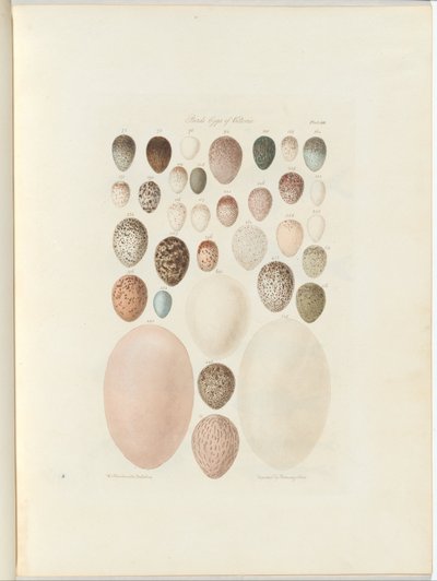 Birds eggs of Victoria.the opublicerade folio Australia Terra Cognita av William Blandowski. 1855-56 av William Blandowski