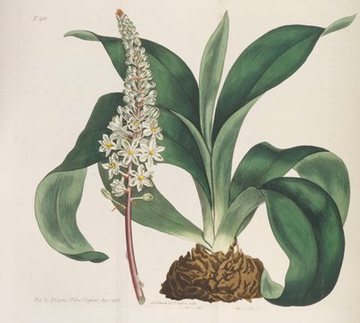 Botanisk tidskrift, 1787-1833. av William Curtis