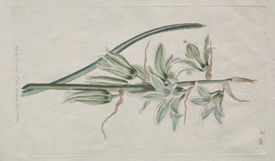 The Botanical Magazine eller Flower Garden Visas: Star of Bethlehem av William Curtis