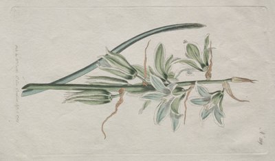 The Botanical Magazine eller Flower Garden Visas: Star of Bethlehem, 1794. av William Curtis