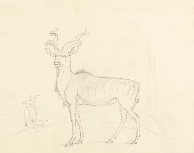 Koodoo av William Daniell