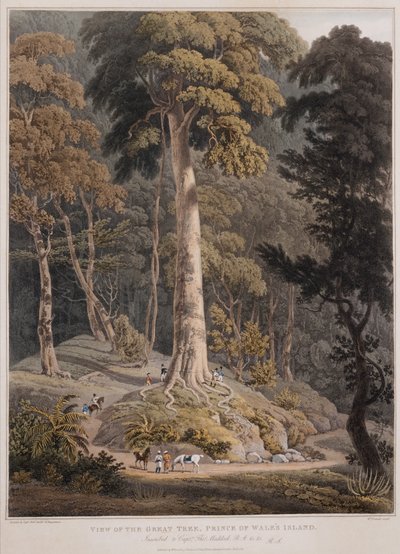 Utsikt över det stora trädet, Prince of Wales Island av William Daniell