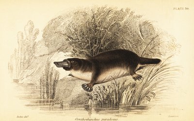 Platypus, Ornithorhynchus anatinus.,1841 (gravyr) av William Dickes