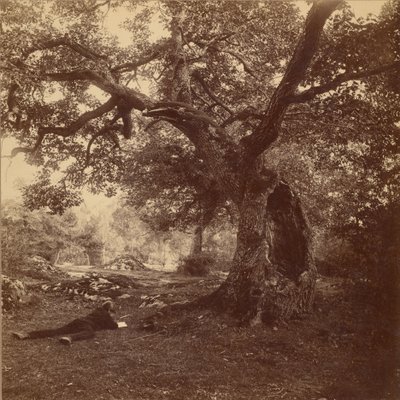 Fontainebleau-skogen av William Drooke Harrison