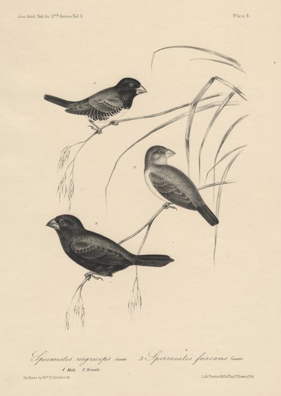 Spermestes Nigriceps (hane och hona) och Spermestes Fuscans, litografi av J.T. Bowen, 1850 av William E. Hitchcock