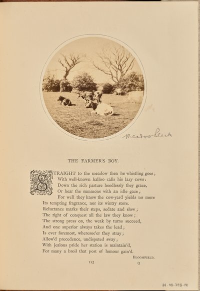 [Pastoral scen med boskap som vilar på ett fält, England] av William Grundy