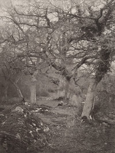 Forest of Fontainebleau, 1870-talet. av William Harrison