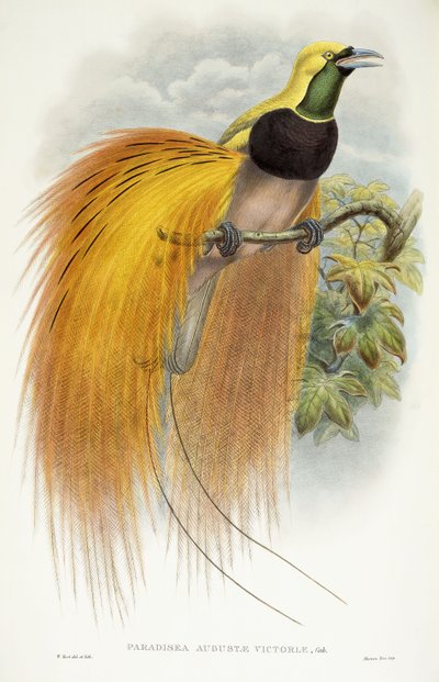 Augusta Victorias paradis, 1891-1898 av William Hart