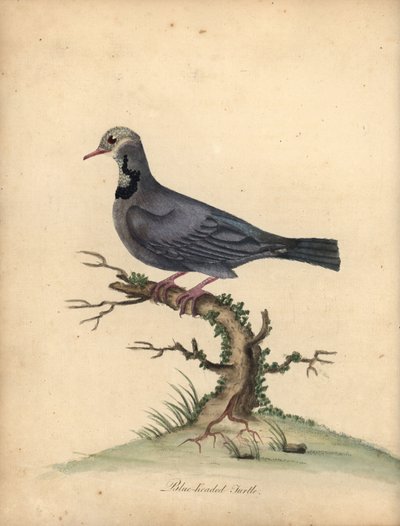 Blåhuvad vaktelduva, Starnoenas cyanocephala. Utrotningshotad. (Blåhuvad sköldpadda eller duva, Columba cyanocephala) Handfärgad kopparstick av en illustration av William Hayes från Portraits of Rare and Curious Birds from the Menagery of Osterly P av William Hayes