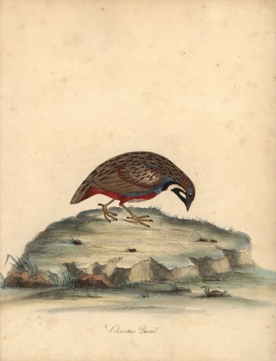Blåknäppt vaktel, Coturnix chinensis. (Kinesisk vaktel, Tetrao chinensis) Handfärgad kopparstick av en illustration av William Hayes från Portraits of Rare and Curious Birds from the Menagery of Osterly Park, London: Bulmer av William Hayes