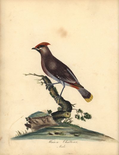 Bohemisk vaxvinge, Bombycilla garrulus. (Waxen chatterer, Ampelis garrulus) Handfärgad kopparstick av en illustration av A (Ann) Hayes från William Hayes