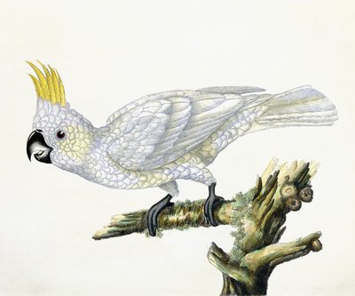 Kakadua, 1779 av William Hayes