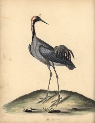 Vanlig trana, Grus grus. (Ardea grus) Handkolorerad kopparstick av en illustration av William Hayes från Portraits of Rare and Curious Birds from the Menagery of Osterly Park. av William Hayes