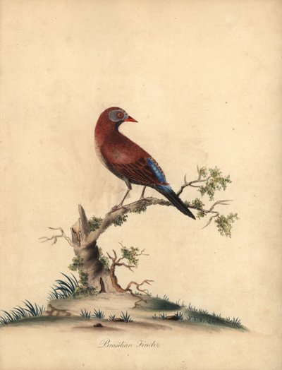Vanlig grenadjär, Uraeginthus granatinus, infödd i Afrika. (Brasiliansk fink, Fringilla granatina) Handfärgad kopparstick av en illustration av William Hayes från Portraits of Rare and Curious Birds from the Menagery of Osterly Park, London: Bu av William Hayes
