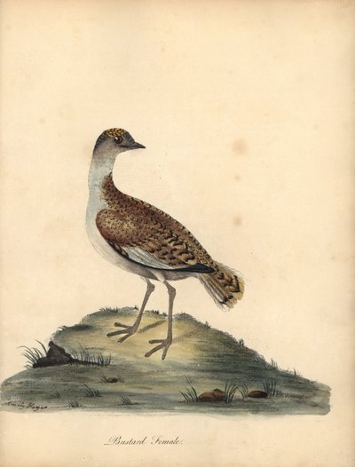 Stor bustard, Otis tarda, hona. Sårbar. Handkolorerad kopparstick av en illustration av William och Emily Hayes från William Hayes Porträtt av sällsynta och nyfikna fåglar från Menagery of Osterly Park. av William Hayes