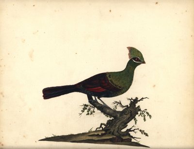 Guinea eller grön turaco, Tauraco persa. (Touraco, Cuculus persa) Handfärgad kopparstick av en illustration av William Hayes från Portraits of Rare and Curious Birds from the Menagery of Osterly Park, London: Bulmer av William Hayes