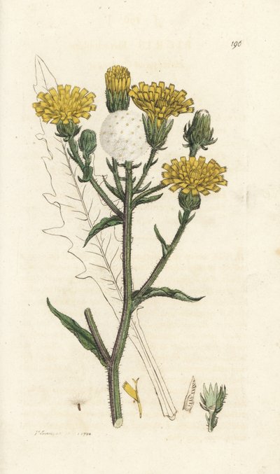 Hawkweed oxtunga, Picris hieracioides. Handkolorerad kopparstick av James Sowerby från James Smith
