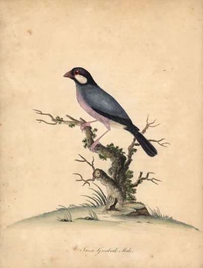 Javasparv, Lonchura oryzivora. Sårbar. (Java grosbeak, Loxea oryxivora) Handfärgad kopparstick av en illustration av William Hayes från Portraits of Rare and Curious Birds from the Menagery of Osterly Park, London: Bulmer av William Hayes