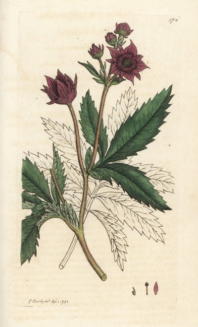 Marsh cinquefoil, Comarum marsh. Handkolorerad kopparstick av James Sowerby från James Smith