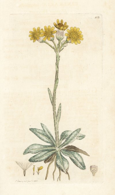 Fjällloppört, Tephroseris integrifolia (Cineraria integrifolia). Handkolorerad kopparstick av James Sowerby från James Smith