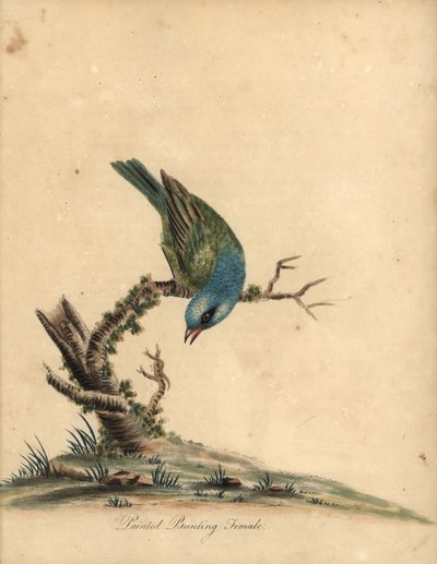 Målad fjärv, Passerina ciris, hona. Nära hotad. Handfärgad kopparstick av en illustration av William Hayes från Portraits of Rare and Curious Birds from the Menagery of Osterly Park (London: Bulmer av William Hayes