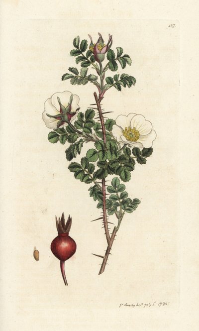 Rosa bål, Rosa spinosissima. Handkolorerad kopparstick av James Sowerby från James Smith