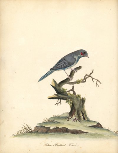 Rödkindad cordonbleu, Uraeginthus bengalus. (Blåbukfink, Fringilla benghalus.) Handkolorerad kopparstick av en illustration av William Hayes från Portraits of Rare and Curious Birds from the Menagery of Osterly Park (London: Bulmer av William Hayes