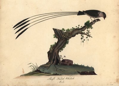 Skaftstjärtad whydah, Vidua regia. (Shaft-tailed whidah, Emberiza regia) Handfärgad kopparstick av en illustration av William Hayes och hans dotter M (Matilda) från Portraits of Rare and Curious Birds from the Menagery of Osterly Park, London: av William Hayes